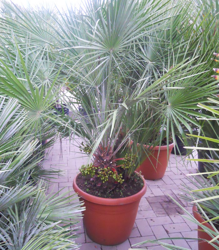 Chamaerops humilis