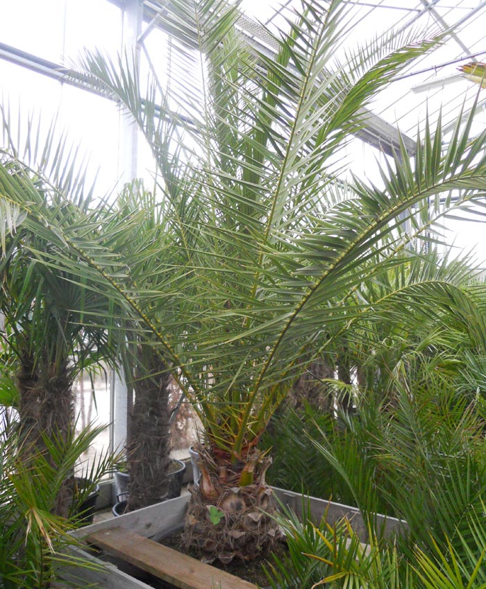 Phoenix canariensis