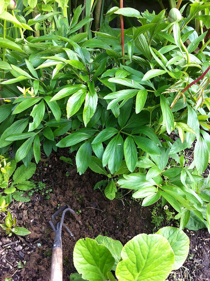 L'arrosage des Pivoines arbustives ou herbacées