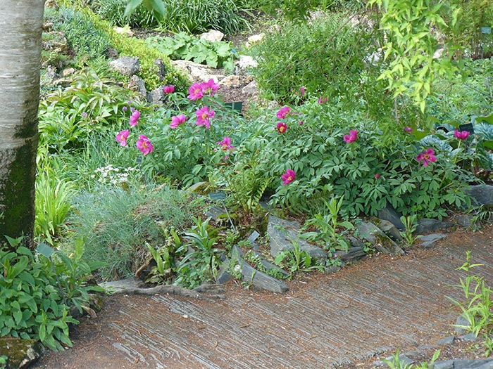 Mise en scène de Pivoines arbustives ou herbacées