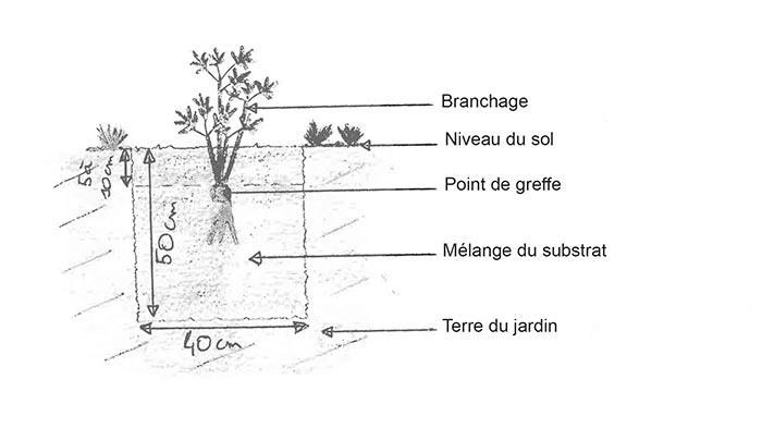 schema-1