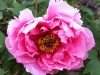 Paeonia suffruticosa ‘jin ya jiao zhang’