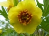 Paeonia suffruticosa ‘Yin hong quiao dui’ 