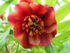 Paeonia delavayi