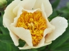 Paeonia lactiflora ‘clair de lune’