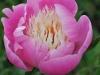 Paeonia lactiflora ‘bowl of beauty’ 