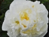 Paeonia lactiflora ‘Duchesse de Nemours’