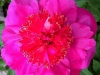 Paeonia lactiflora ‘neon’ 