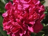 Pannonie lactiflora ‘karl rosenfield’