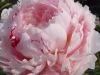Paeonia lactiflora ‘sarah bernhart’ 