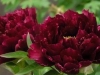 Paeonia lactiflora ‘black beauty’