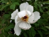 Paeonia suffruticosa ‘xiang yu’ 