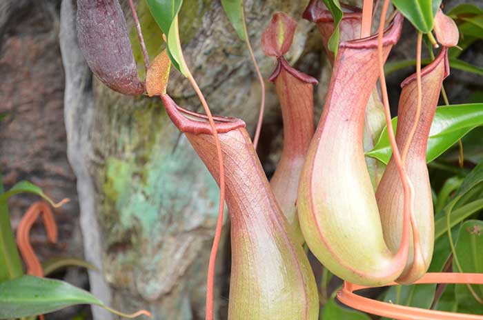 Nepenthes