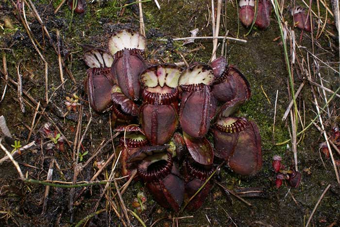 Cephalotus