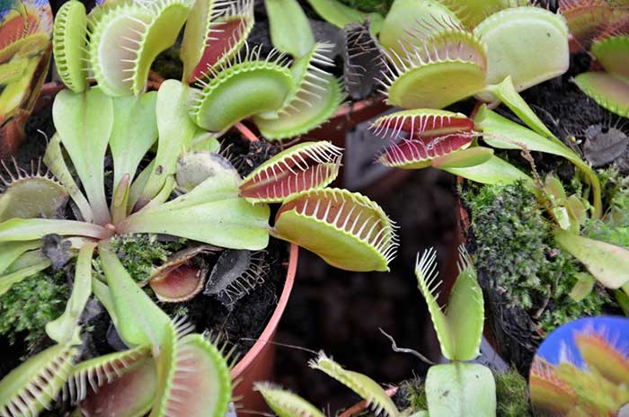 TOUT SAVOIR SUR LES PLANTES CARNIVORES 