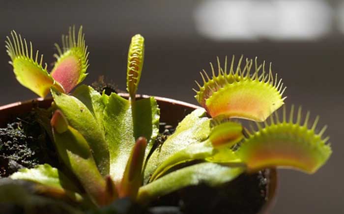 Dionaea Muscipula