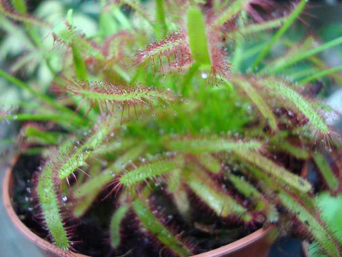 Drosera