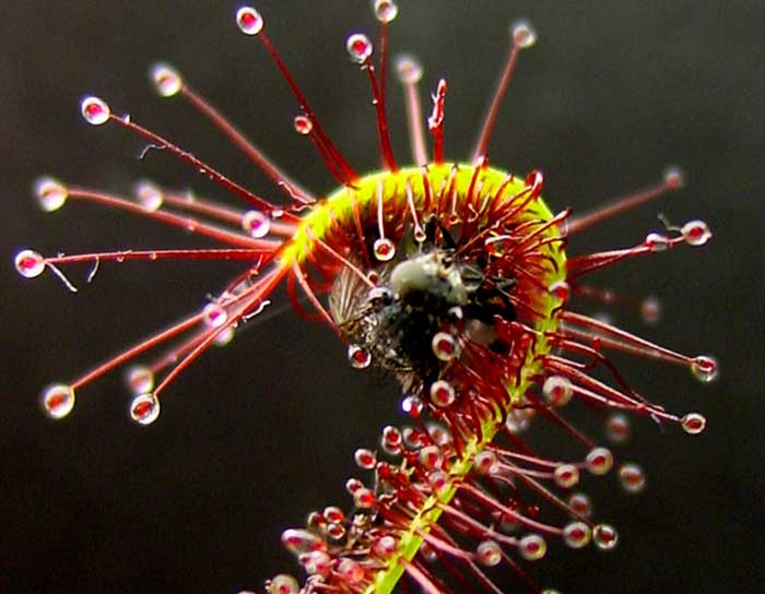 Drosera