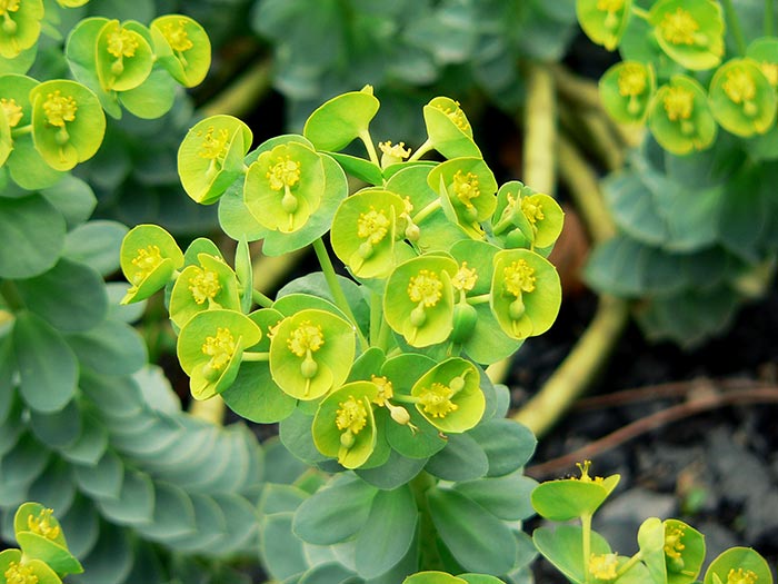 euphorbia_