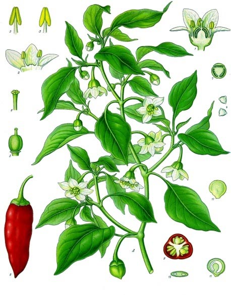 piment