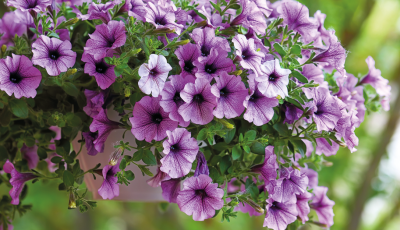 Pétunia violette