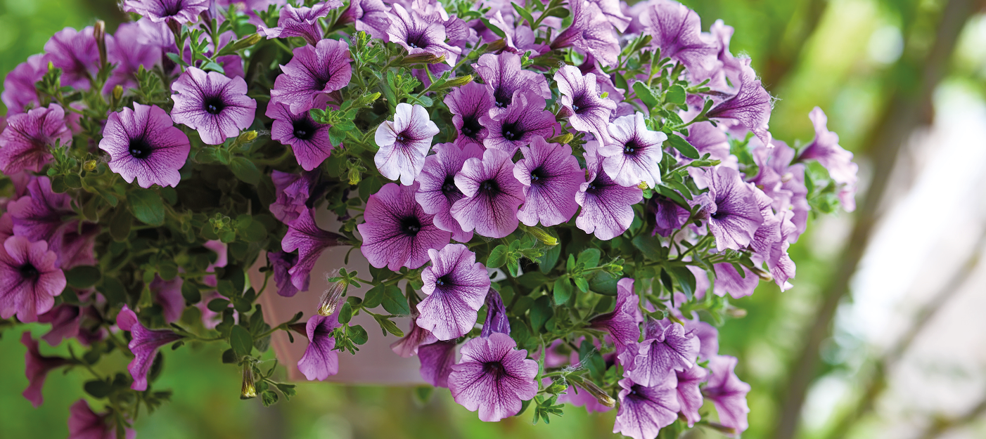 Pétunia violette