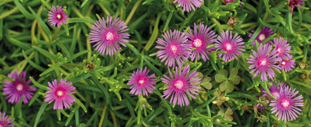 Delosperma cooperi