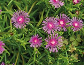 Delosperma cooperi