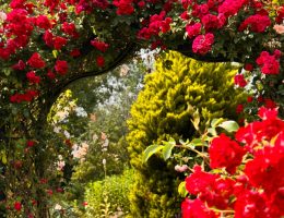 10 plantes pour un jardin rouge