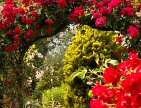 10 plantes pour un jardin rouge