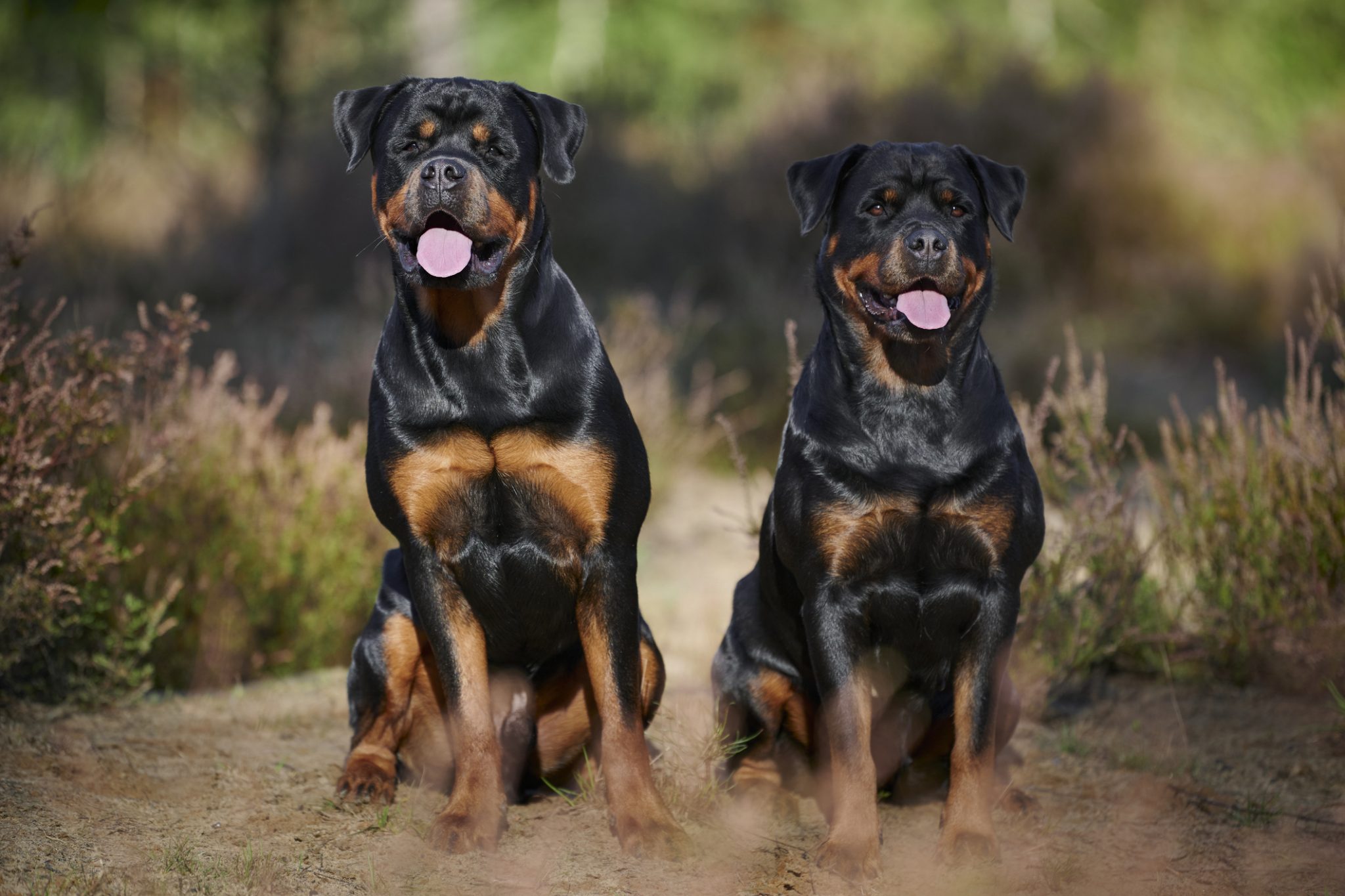 Nei Rotti ROTTWEILER