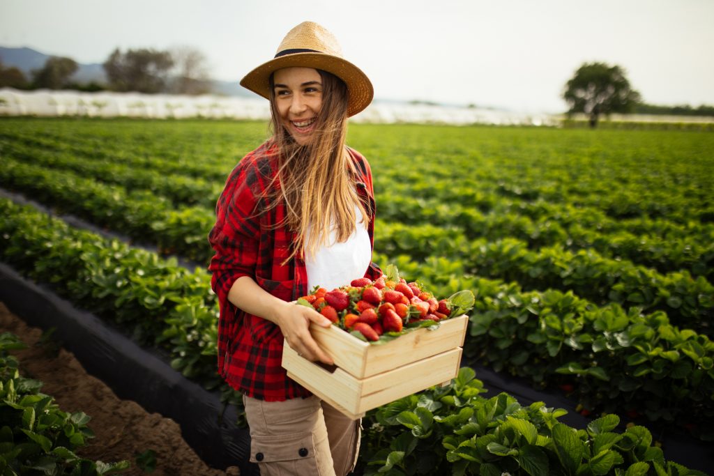 Femme fraises fraisiers jardin récolte