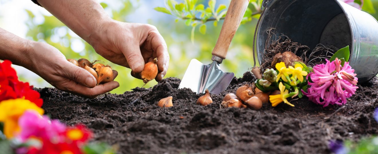 Jardin, plantation, terre, bulbes, fleurs