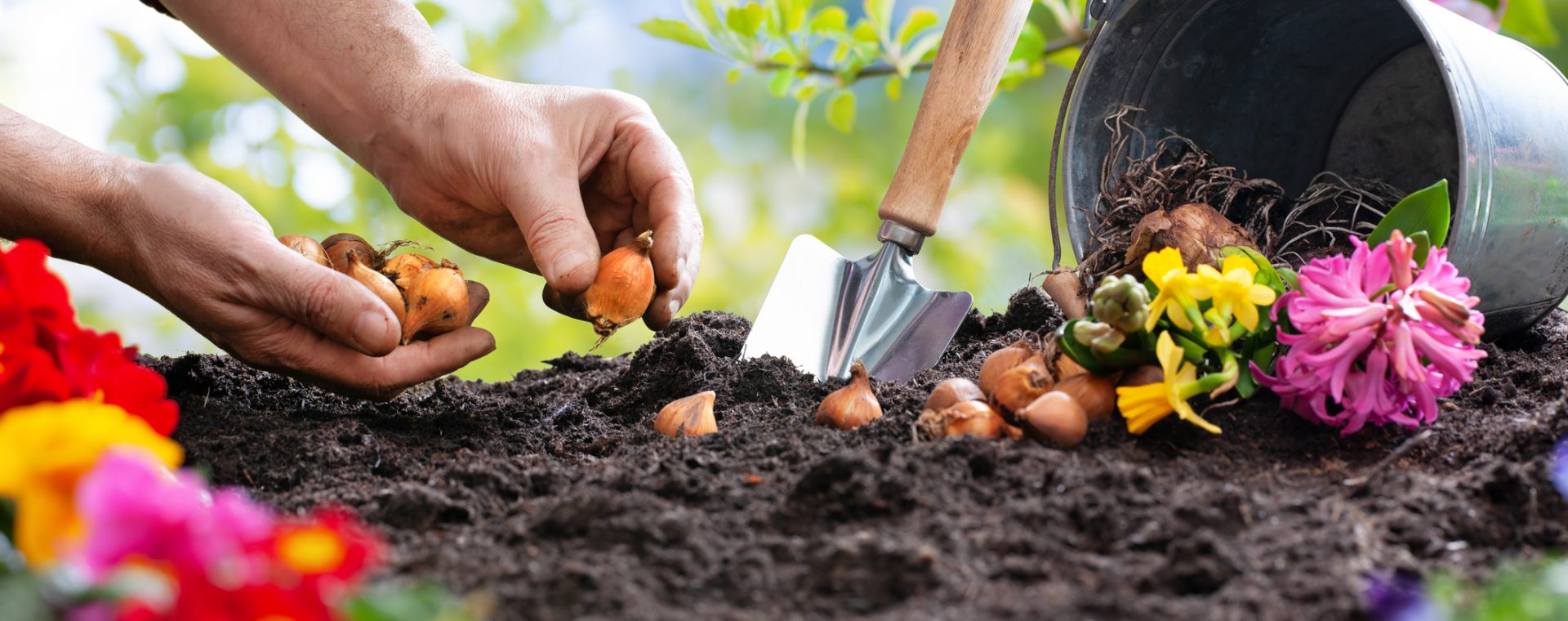 Jardin, plantation, terre, bulbes, fleurs