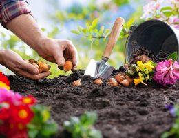 Jardin, plantation, terre, bulbes, fleurs