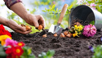 Jardin, plantation, terre, bulbes, fleurs