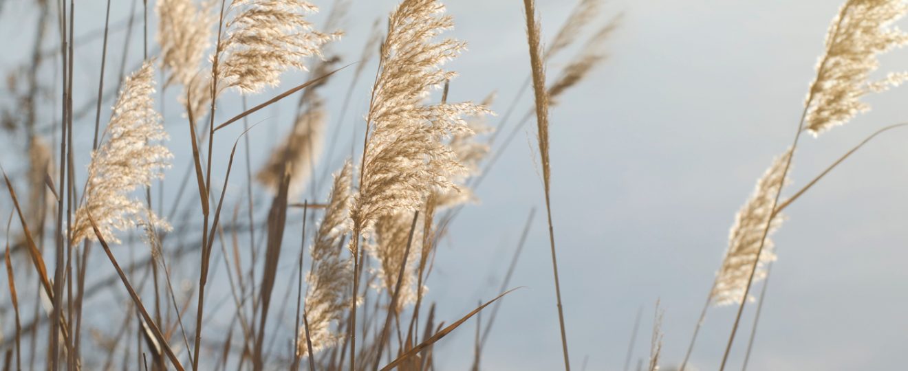 Les Graminées caduques