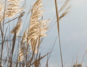 Les Graminées caduques