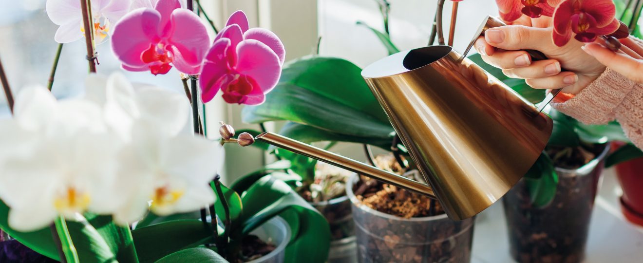 arrosage d'orchidées phalaenopsis