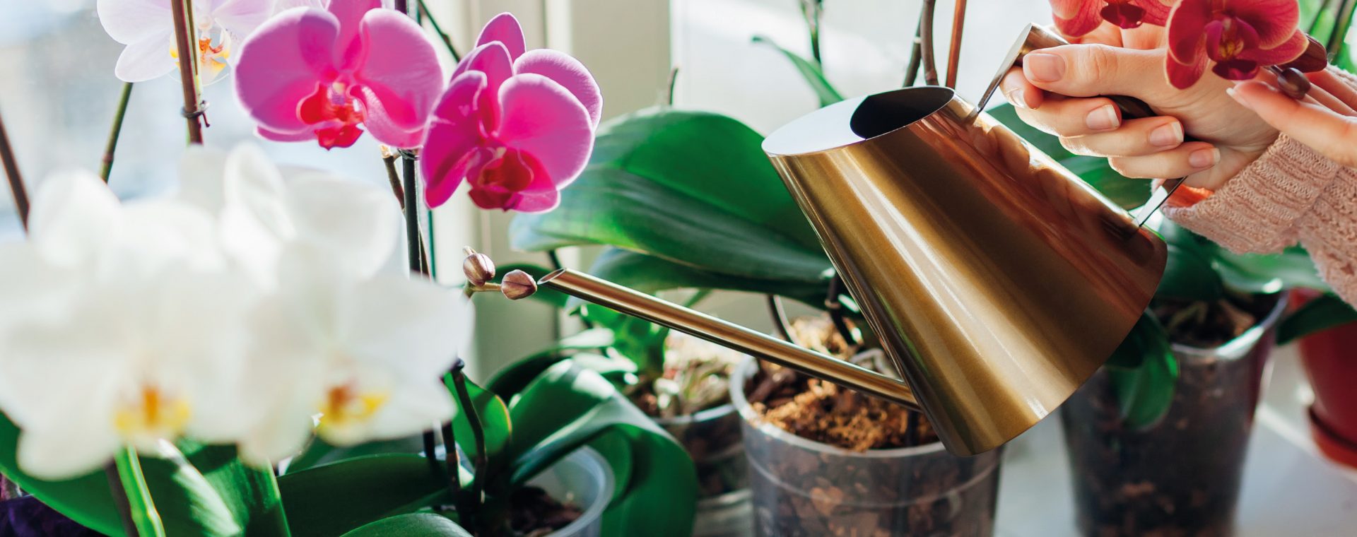 arrosage d'orchidées phalaenopsis