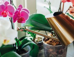 arrosage d'orchidées phalaenopsis