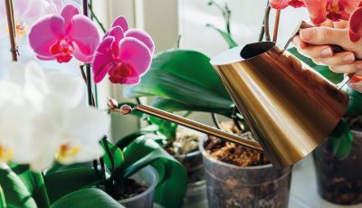 arrosage d'orchidées phalaenopsis