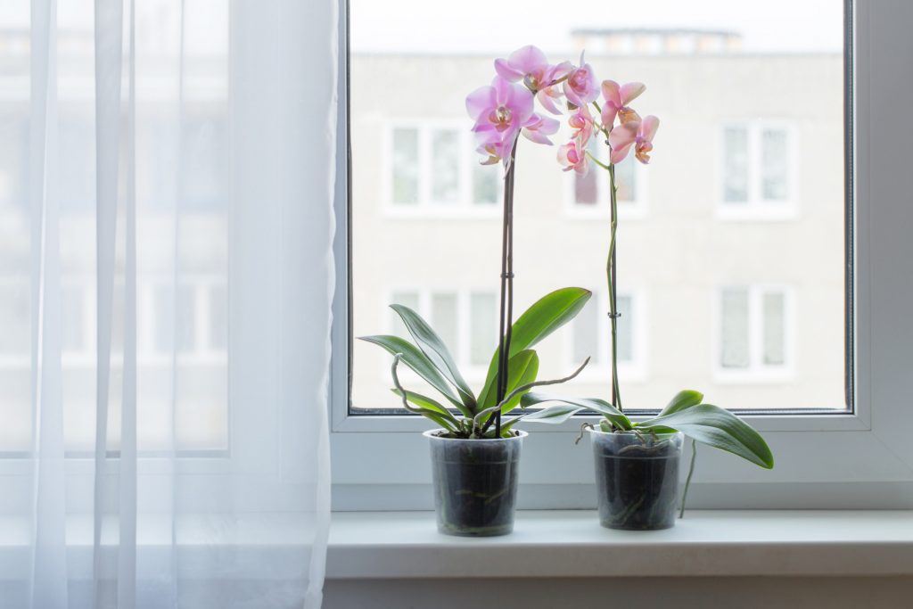 orchidées ; fleurs ; fenêtre