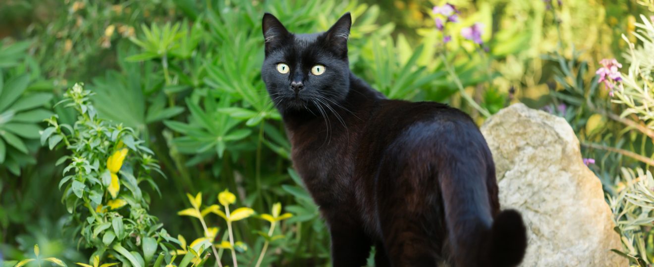 Chat noir debout jardin