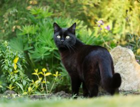 Chat noir debout jardin