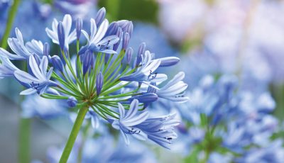 Agapanthe bleue