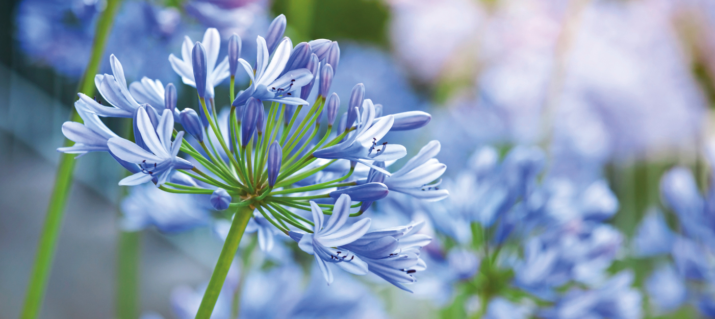 Agapanthe bleue