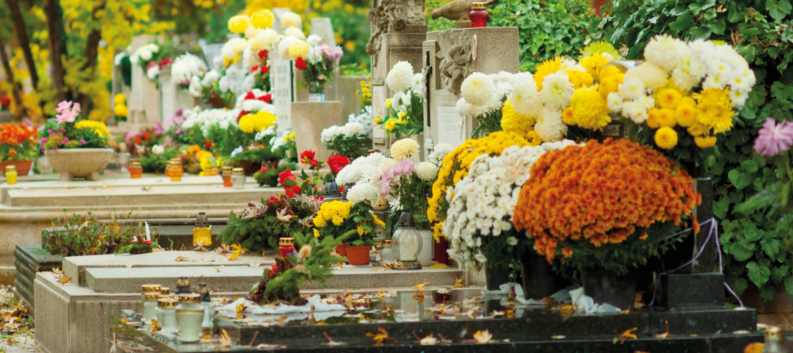 Plantes Cimetiere Qui Ne Gele Pas 10 PLANTES ADAPTÉES AU CIMETIÈRE -
