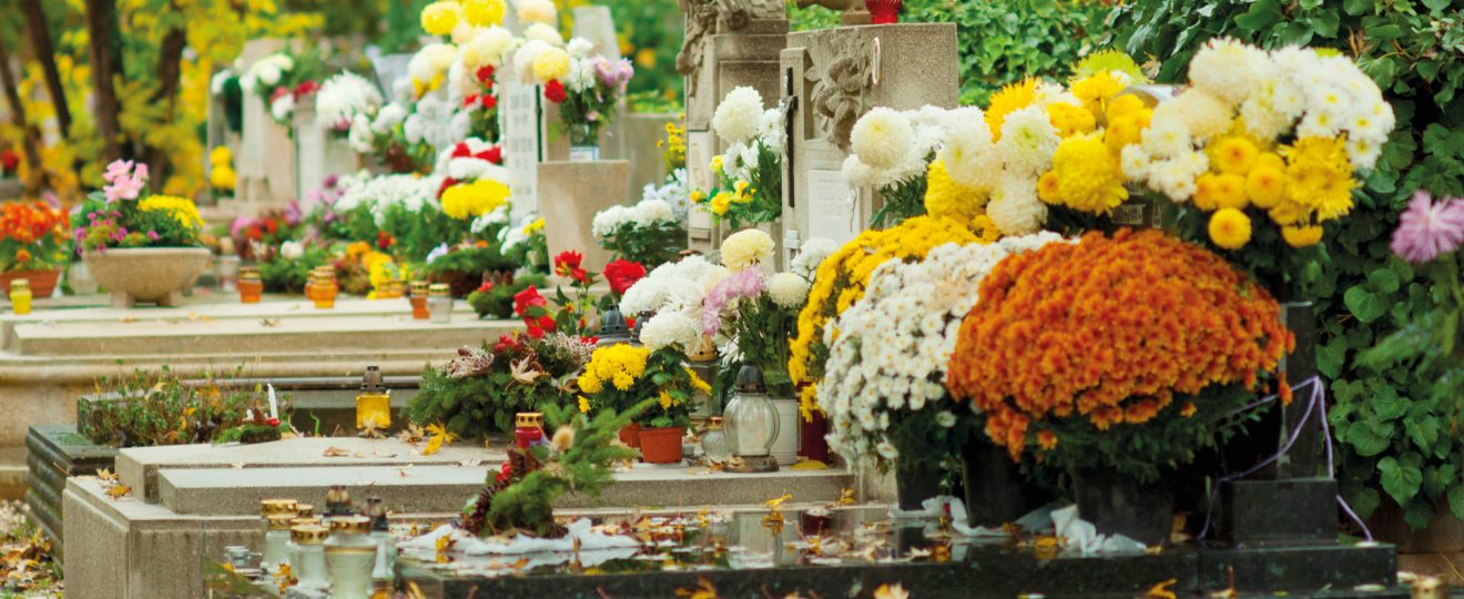 Plantes, fleurs, cimetière, tombe