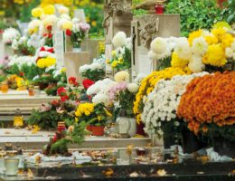 Plantes, fleurs, cimetière, tombe